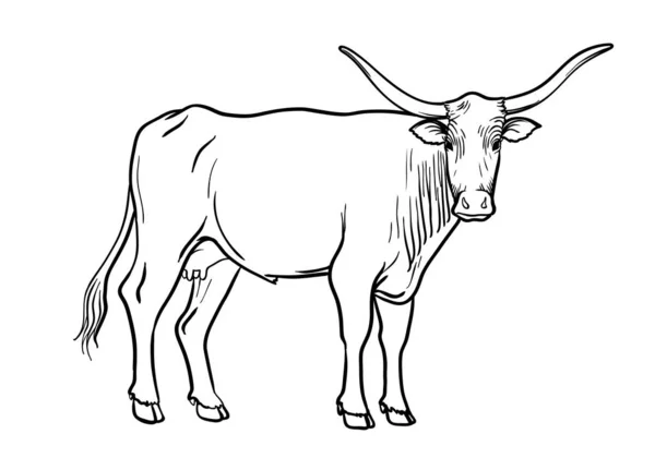 Vaca reproductora. cría de animales. ilustración del vector ganadero en un blanco — Vector de stock