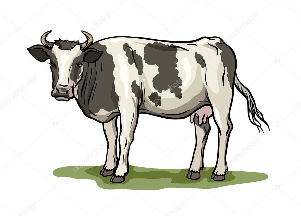 breeding cow. animal husbandry. livestock vector illustration on a white