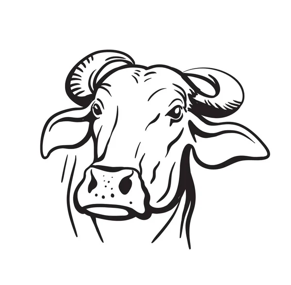 Chovná kráva. chov zvířat. vektorová ilustrace dobytka na bílém — Stockový vektor