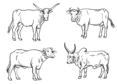 Üreyen inek. Hayvan yetiştiriciliği. Beyaz bir hayvancılık vektör illüstrasyonu