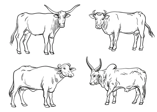 Vaca reprodutora. criação de animais. ilustração vetorial pecuária em um branco — Vetor de Stock