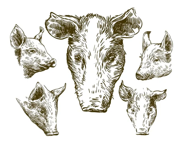 Croquis de porcs dessinés à la main. cheptel — Image vectorielle