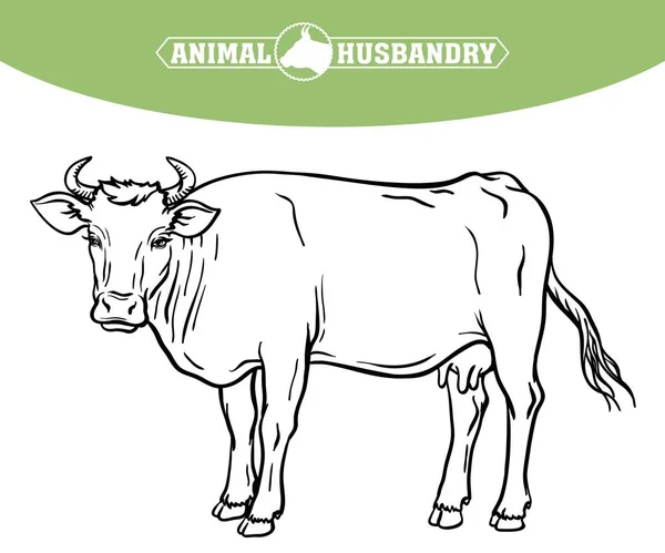 Vaca reprodutora. criação de animais. ilustração vetorial pecuária em um branco —  Vetores de Stock