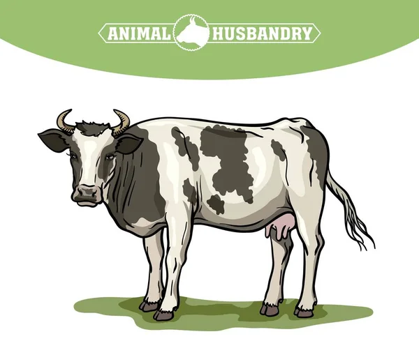 Breeding cow. animal husbandry. livestock vector illustration on a white — Stock Vector