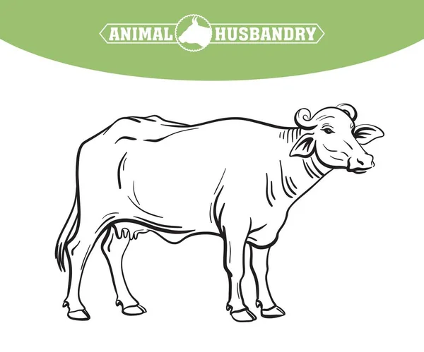 Üreyen inek. Hayvan yetiştiriciliği. Beyaz renkteki çiftlik hayvanları illüstrasyonu — Stok Vektör