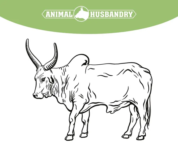 Color bull drawn by hand. livestock. cattle. animal grazing — Stock Photo, Image