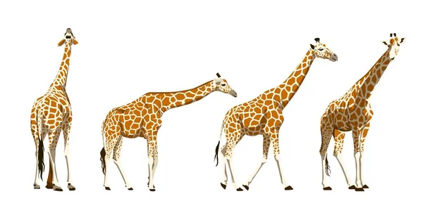 Giraffa africana. serie di illustrazioni a colori su un bianco — Vettoriale Stock