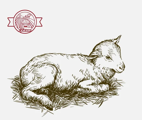 Agnello. schizzo disegnato a mano. zootecnia — Vettoriale Stock