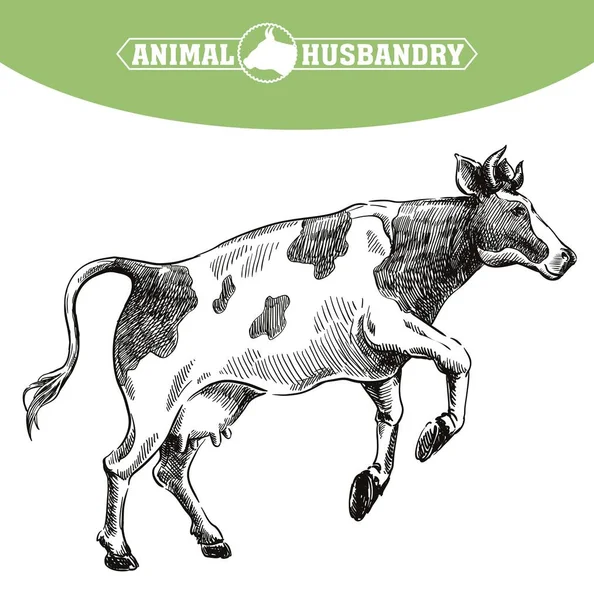 Uppfödning av ko. Djurhållning. boskap illustration på en vit — Stock vektor