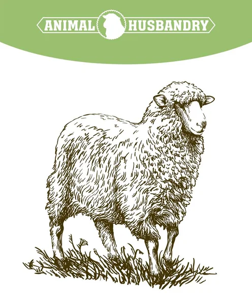 Koyun resmi elle çizilmiş. Hayvan çiftliği — Stok Vektör
