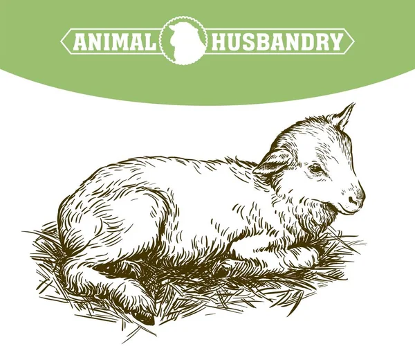 Lamb. sketch drawn by hand. animal husbandry — Stock Vector