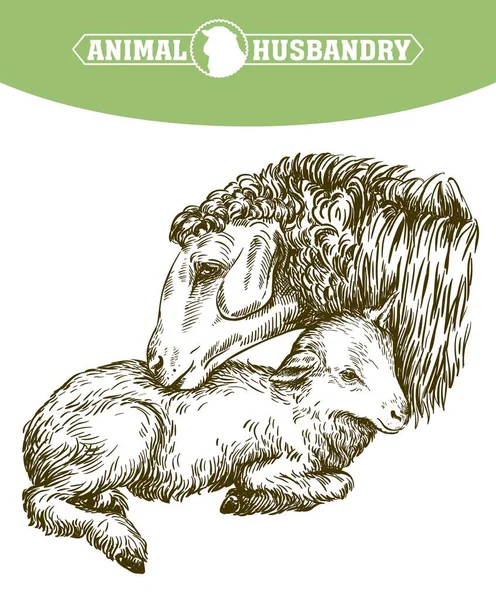 Ovejas y cordero. boceto dibujado a mano. cría de animales — Vector de stock