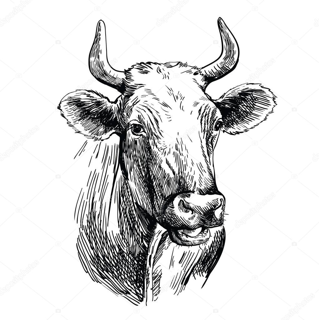 breeding cow. animal husbandry. livestock illustration on a white