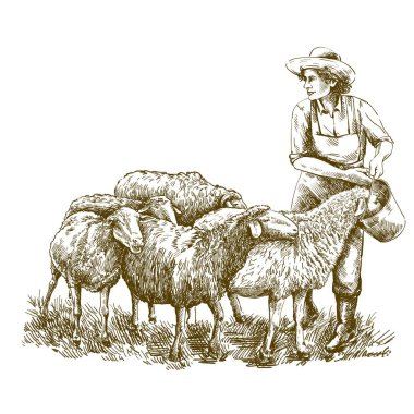 Dişi çiftçi koyunları besler. Beyaz bir arka planda eskiz. Hayvan çiftliği