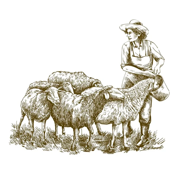 Самка фермера кормит овец. эскиз на белом фоне. животноводство — стоковый вектор