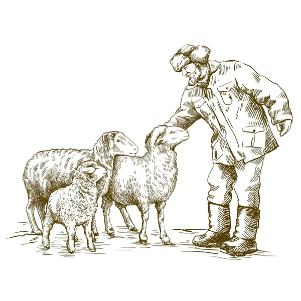 Male farmer feeds the sheep. sketch on a white background. animal husbandry — Stock Vector