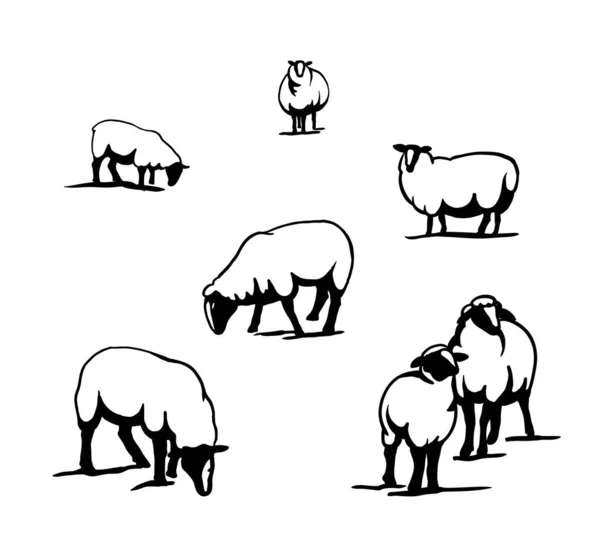 Criação de ovelhas. conjunto de ilustrações vetoriais simples em um branco — Vetor de Stock