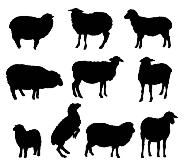 Allevamento ovino. serie di semplici illustrazioni vettoriali su un bianco — Vettoriale Stock