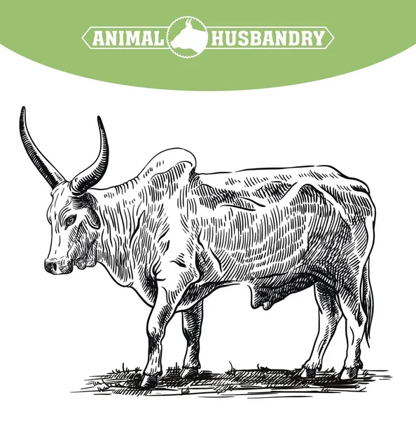 Color toro dibujado a mano. ganado. ganado. pastoreo animal — Archivo Imágenes Vectoriales