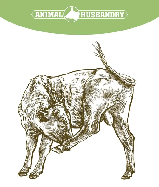 Vaca reproductora. cría de animales. ilustración del ganado en un blanco — Vector de stock