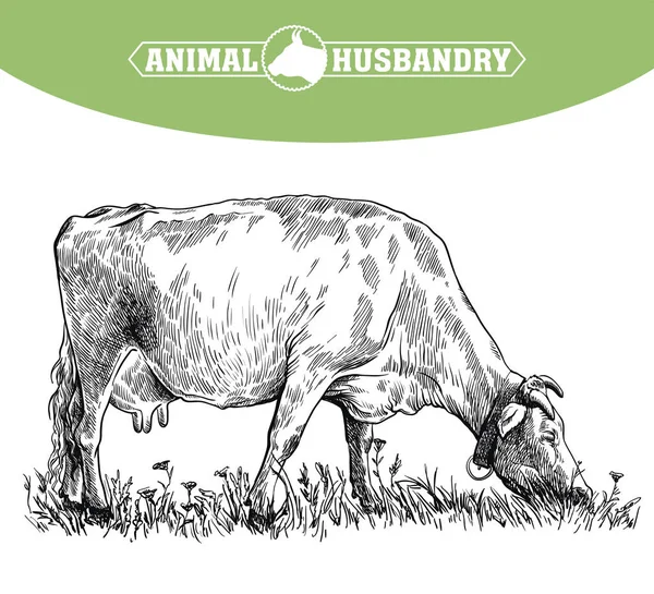Chovná kráva. chov zvířat. ilustrace dobytka na bílém — Stockový vektor