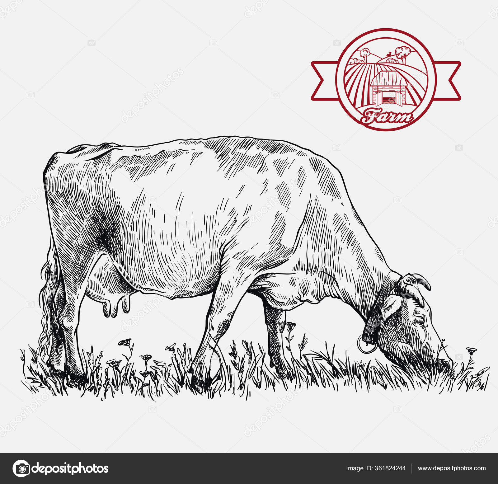 Üreyen inek. Hayvan yetiştiriciliği. Beyaz renkteki çiftlik hayvanları