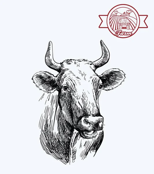 Breeding cow. animal husbandry. livestock illustration on a grey — Stock Vector