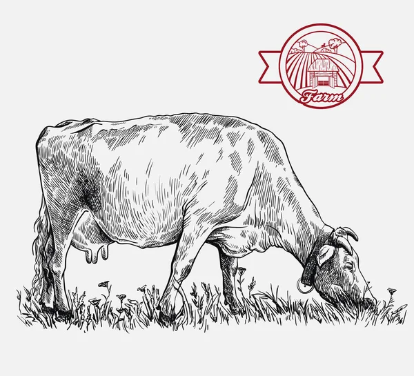 Uppfödning av ko. Djurhållning. boskap illustration på en vit — Stock vektor