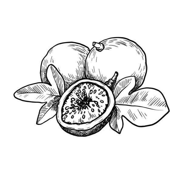 Fruta de la pasión. frutas tropicales. boceto vectorial sobre un fondo blanco — Archivo Imágenes Vectoriales