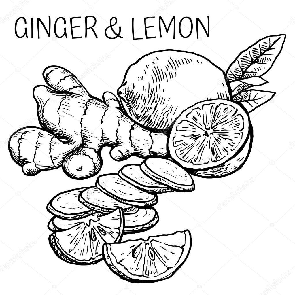natural fresh ginger root and lemon. vector sketch on a white background