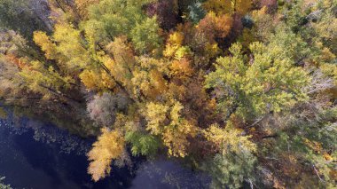 Sonbahar orman üzerinde uçuş