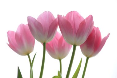  beyaz pembe lale, tebrik kartı