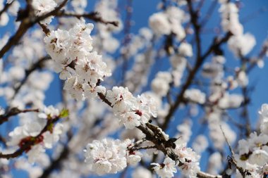 Çiçekli kayısı ağacı