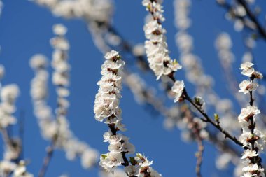 Çiçekli kayısı ağacı