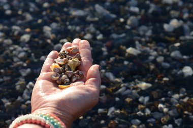 deniz kabuklarını insan elinde