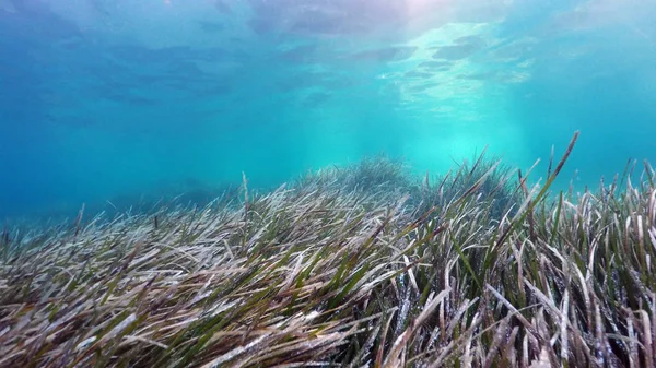 Natuurlijke Onderwater Achtergrond Middellandse Zee — Stockfoto