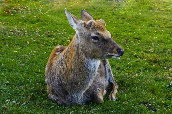 Cervo - grandi animali dal corpo elegante e slanciato, riccamente l — Foto Stock