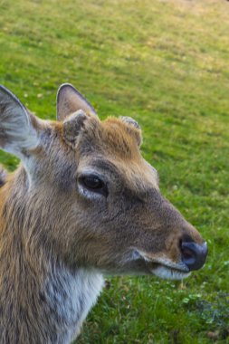Geyik - bir zarif gövde ve ince, düzgün l ile büyük hayvanlar