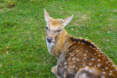 Geyik - bir zarif gövde ve ince, düzgün l ile büyük hayvanlar