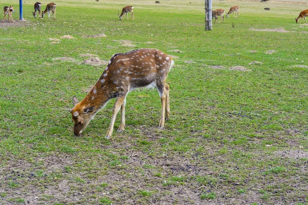 Ciervo: animales grandes con un cuerpo elegante y delgados, bien formados — Foto de Stock