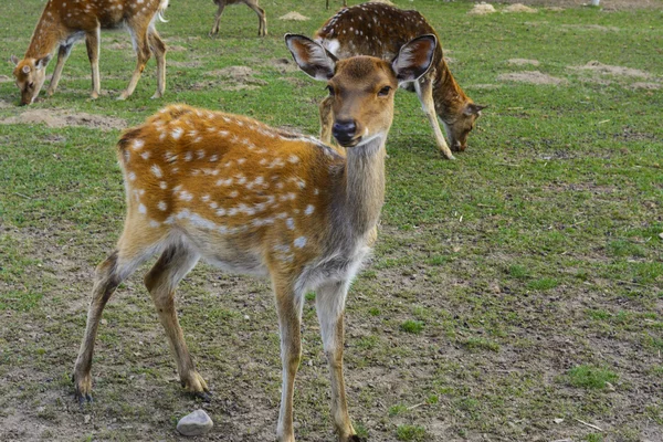 Cervo - grandi animali dal corpo elegante e slanciato, riccamente l — Foto Stock