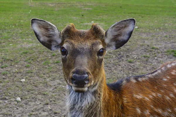 Ciervo: animales grandes con un cuerpo elegante y delgados, bien formados — Foto de Stock