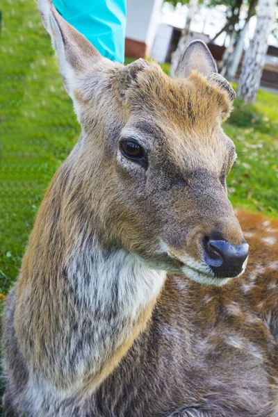 Hirsch - große Tiere mit einem eleganten Körper und schlanken, wohlgeformten — Stockfoto