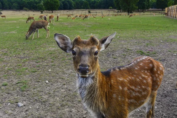 Ciervo: animales grandes con un cuerpo elegante y delgados, bien formados — Foto de Stock