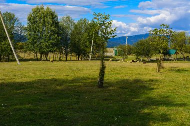 Koyun - bu vahşi dağ koyun evcil bir şeklidir