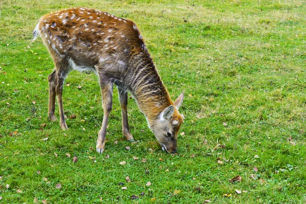 Ciervo: animales grandes con un cuerpo elegante y delgados, bien formados — Foto de Stock