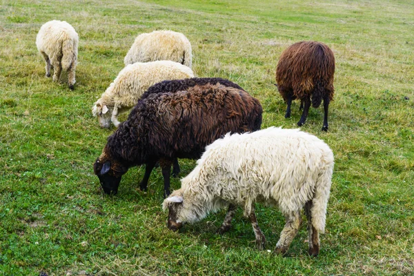 Schapen - dit is een gedomesticeerde vorm van wild mountain schapen — Stockfoto