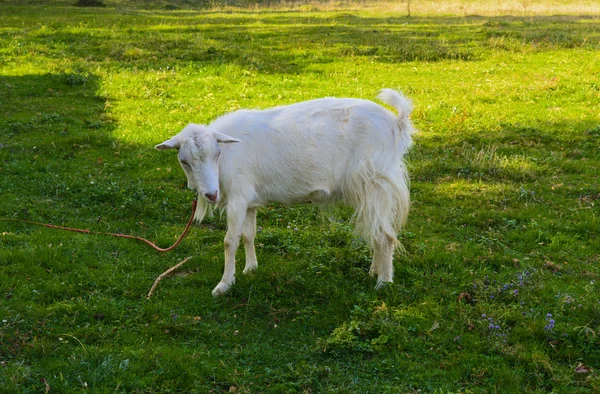 La cabra es la mascota más vieja. Proveedores de materias primas valiosas - fl — Foto de Stock