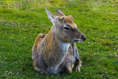 Geyik - bir zarif gövde ve ince, düzgün l ile büyük hayvanlar