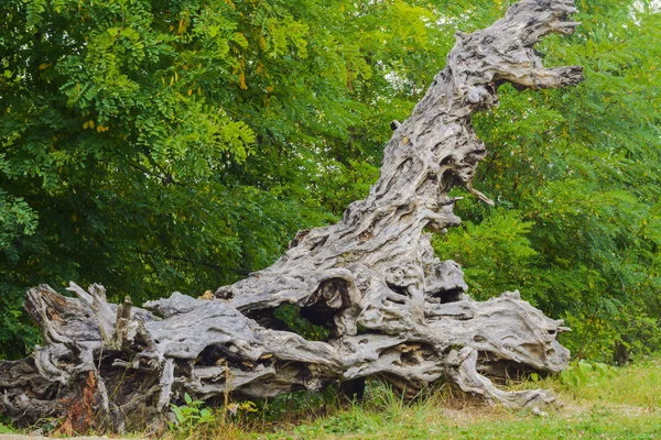 Op het erf van een eigen huis ontwerpen — Stockfoto